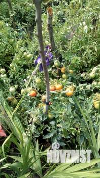 Дом 25м², 1-этажный, участок 6 сот.