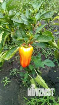 Дом 25м², 1-этажный, участок 6 сот.