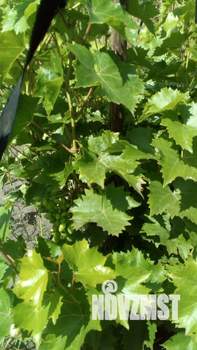 Дом 25м², 1-этажный, участок 6 сот.