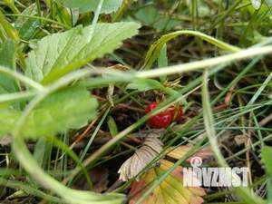 Дом 29м², 1-этажный, участок 4 сот.