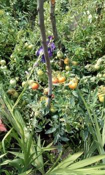 Дом 25м², 1-этажный, участок 6 сот.  