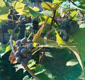 Дом 43м², 2-этажный, участок 6 сот.  