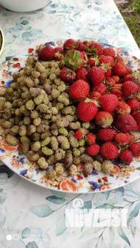 Дом 36м&sup2;, 1-этажный, участок 7 сот.  