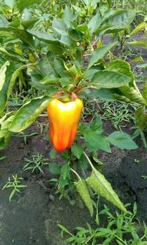 Дом 25м², 1-этажный, участок 6 сот.  