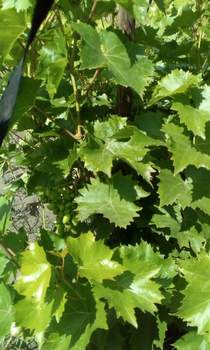 Дом 25м², 1-этажный, участок 6 сот.  