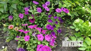 Дом 36м&sup2;, 1-этажный, участок 7 сот.  