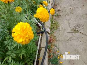 Дача 37м², 1-этажный, участок 6 сот.  