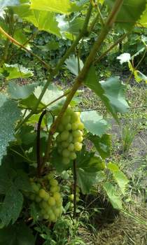 Дом 25м², 1-этажный, участок 6 сот.  