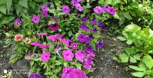 Дом 36м&sup2;, 1-этажный, участок 7 сот.  