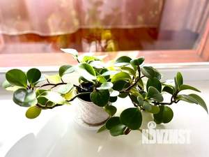 1-к квартира, посуточно, 36м2, 9/9 этаж