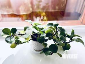 1-к квартира, посуточно, 36м2, 9/9 этаж