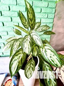 Студия квартира, посуточно, 27м2, 5/19 этаж